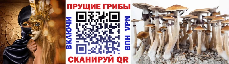 Галлюциногенные грибы мицелий  Тосно 